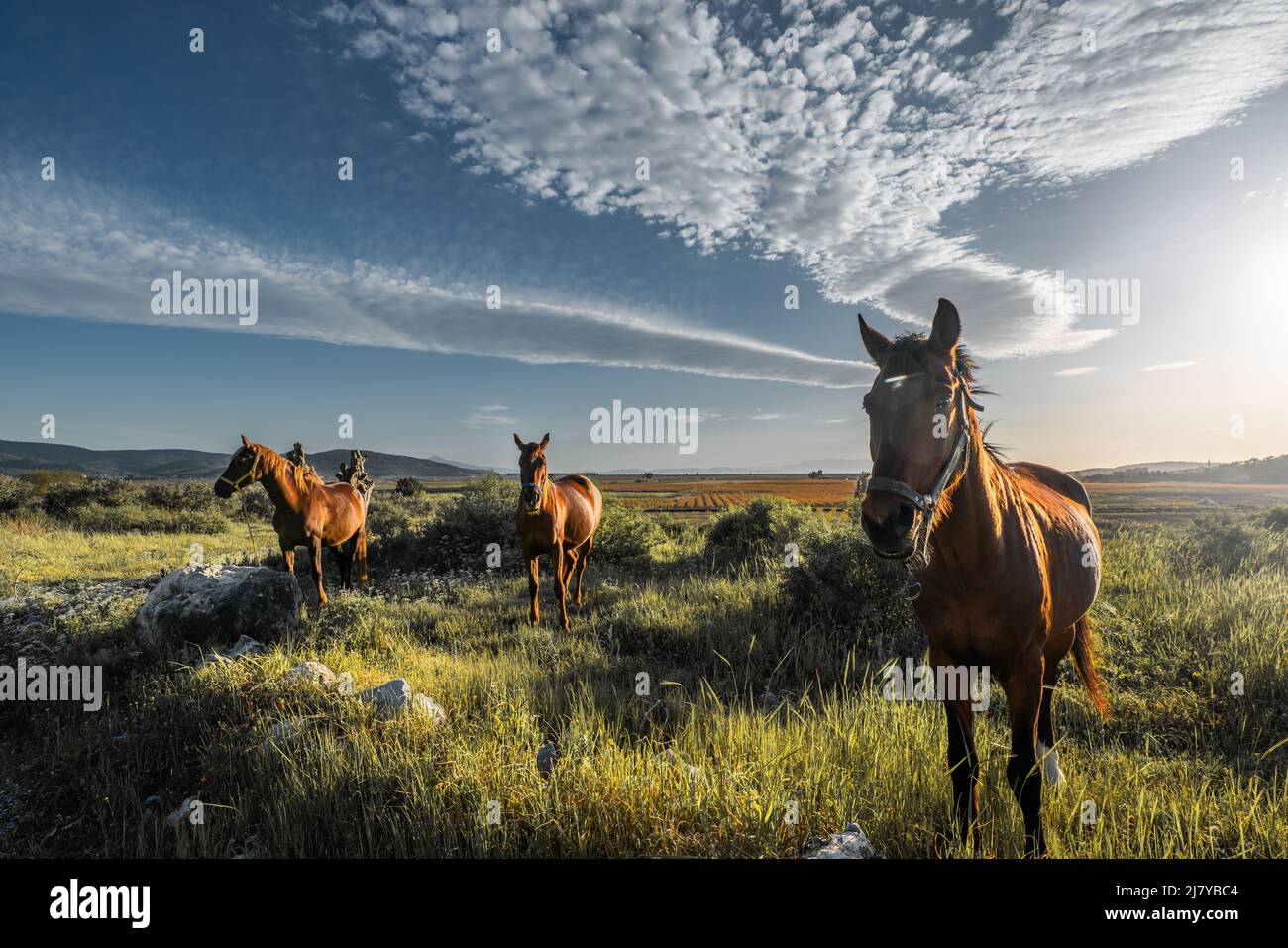 Magnifiques chevaux sur la prairie verte au printemps, beau ciel bleu avec de jolis nuages originaux au-dessus. Banque D'Images