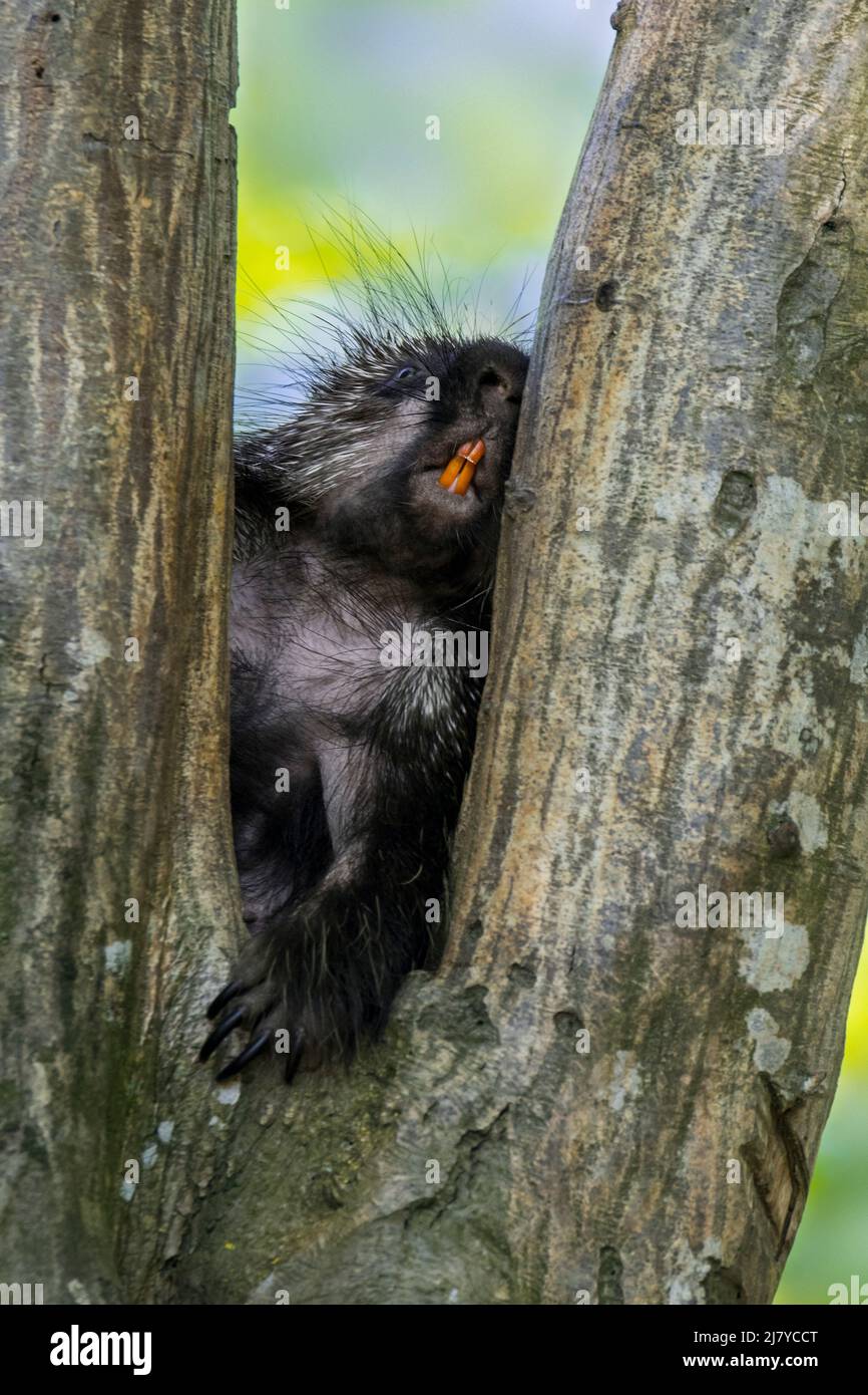 Porc-épic nord-américain / porc-épic canadien (Erethizon dorsatum) grimpant tout en montrant de grandes incisives / dents, indigènes à l'Amérique du Nord Banque D'Images