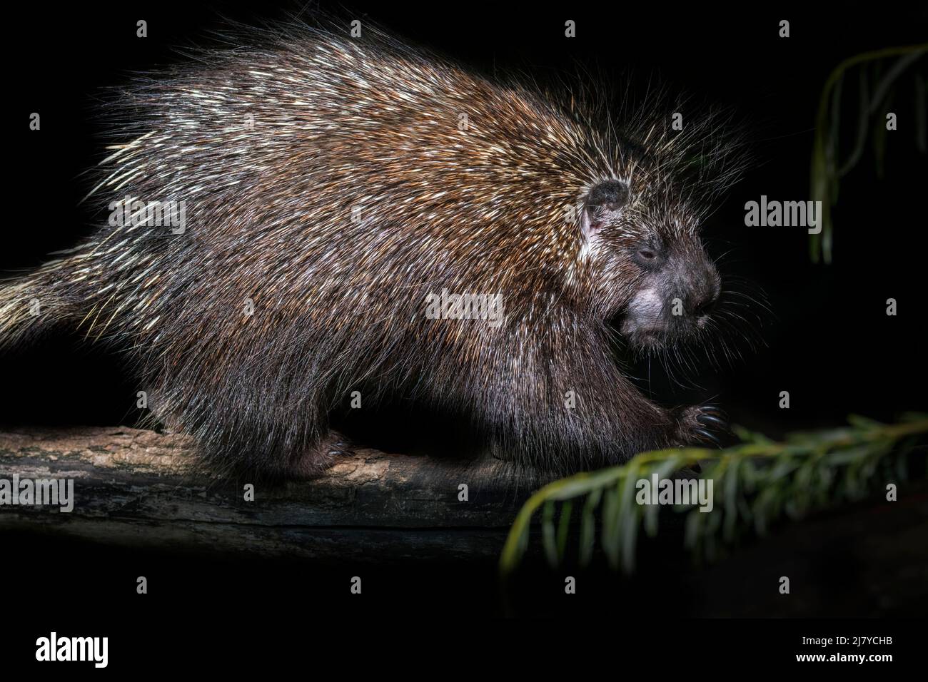 Porc-épic nord-américain / porc-épic canadien (Erethizon dorsatum), arbre de nuit, originaire de l'Amérique du Nord Banque D'Images