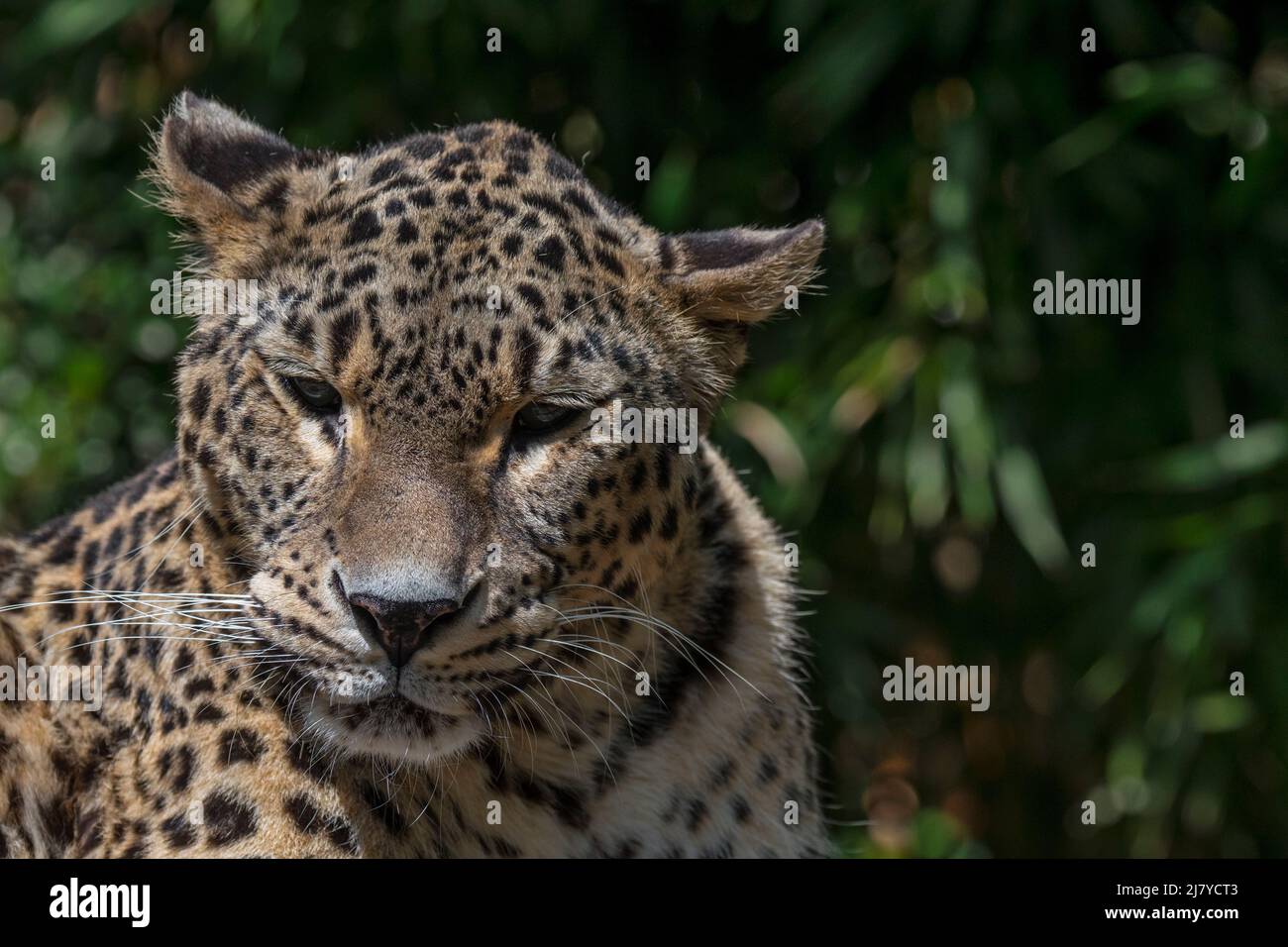 Persian leopard / Caucasian leopard (Panthera pardus tulliana / Panthera pardus saxicolor) originaire de Turquie, Caucase, l'Iran, l'Afghanistan et l'Asie Banque D'Images
