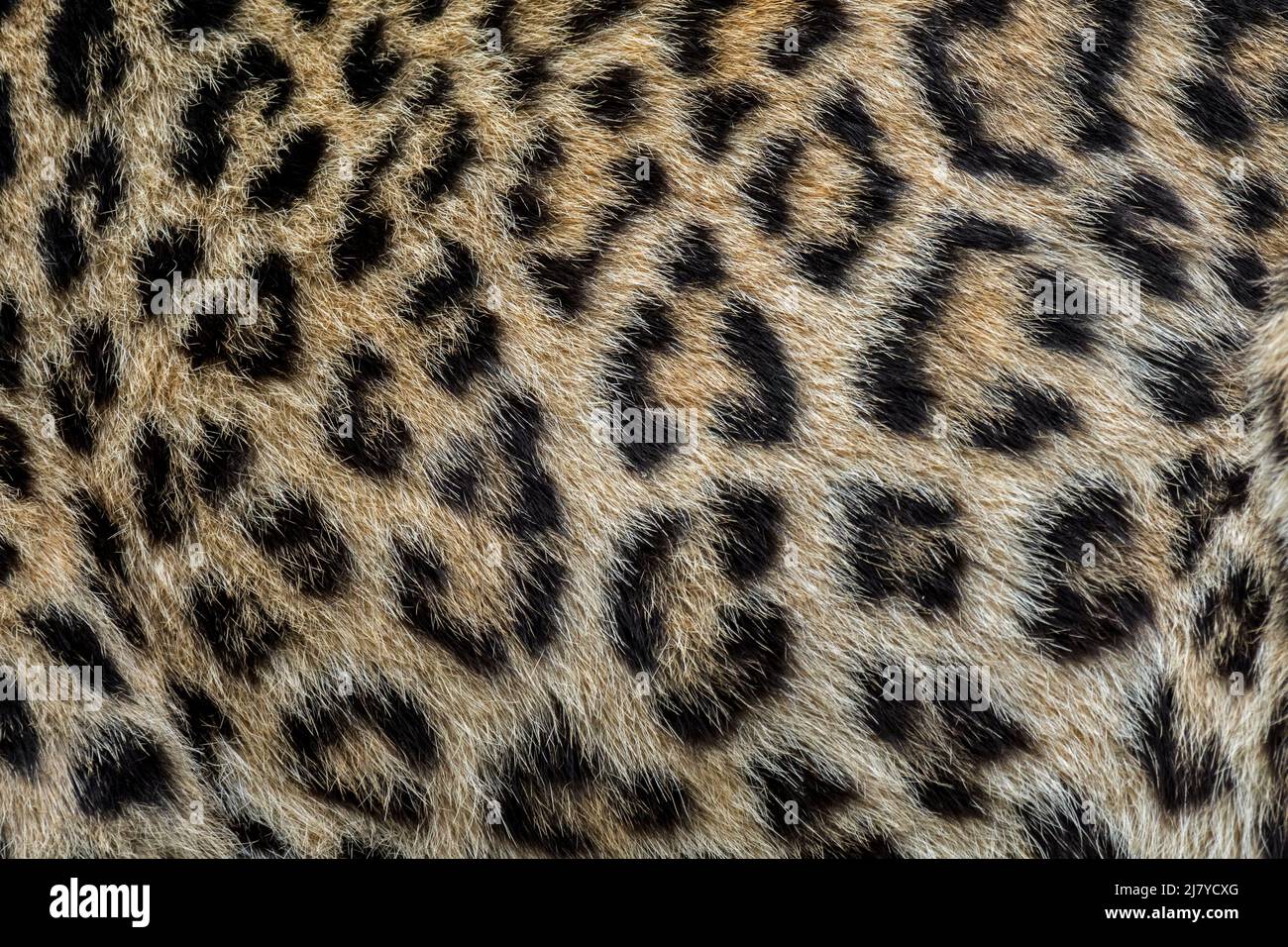 Léopard perse / léopard caucasien (Panthera pardus tulliana / Panthera pardus saxicolor) gros plan de la fourrure montrant des rosettes Banque D'Images