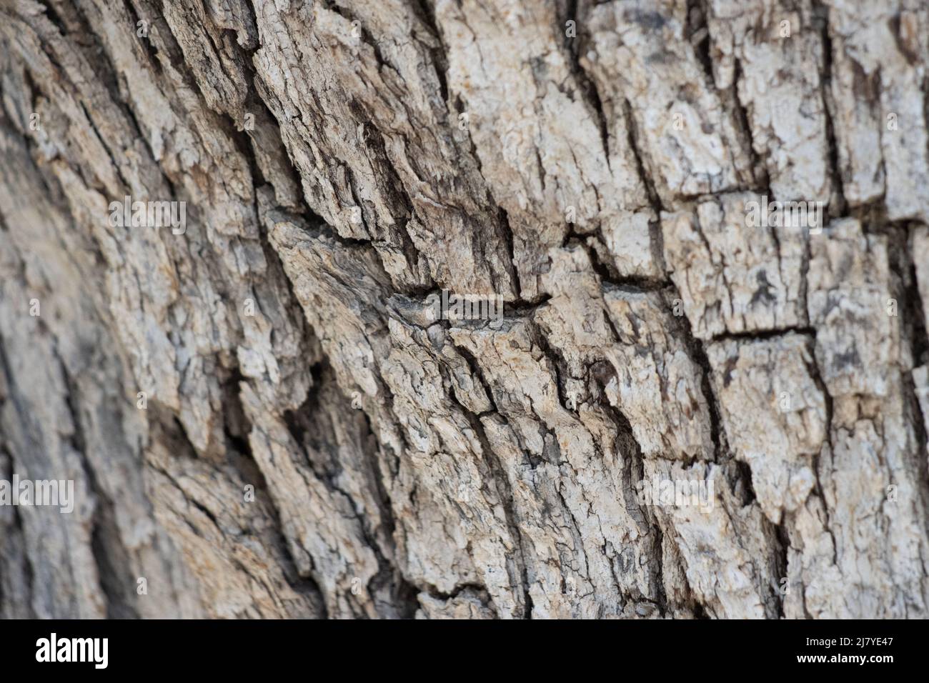 Écorce de crête à sillons gris et écailleux de Quercus Chrysolepis, Fagaceae, arbuste arborescent natif dans les montagnes de San Jacinto, été. Banque D'Images