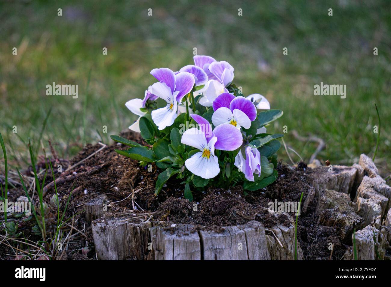 Des pansies roses-lilas multicolores sont plantées dans une vieille souche Banque D'Images