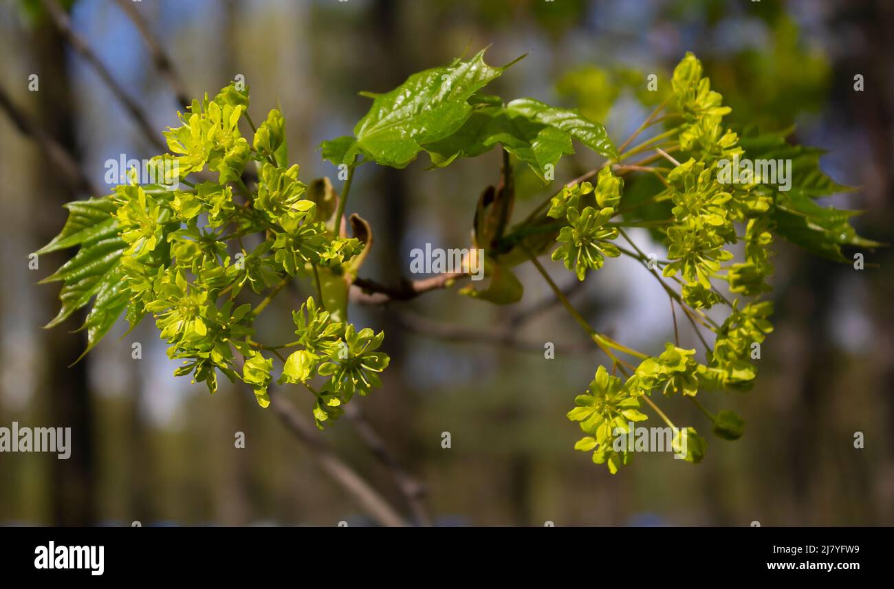 Des fleurs jaunes d'érable de Norvège fleurissent au printemps dans le parc Banque D'Images