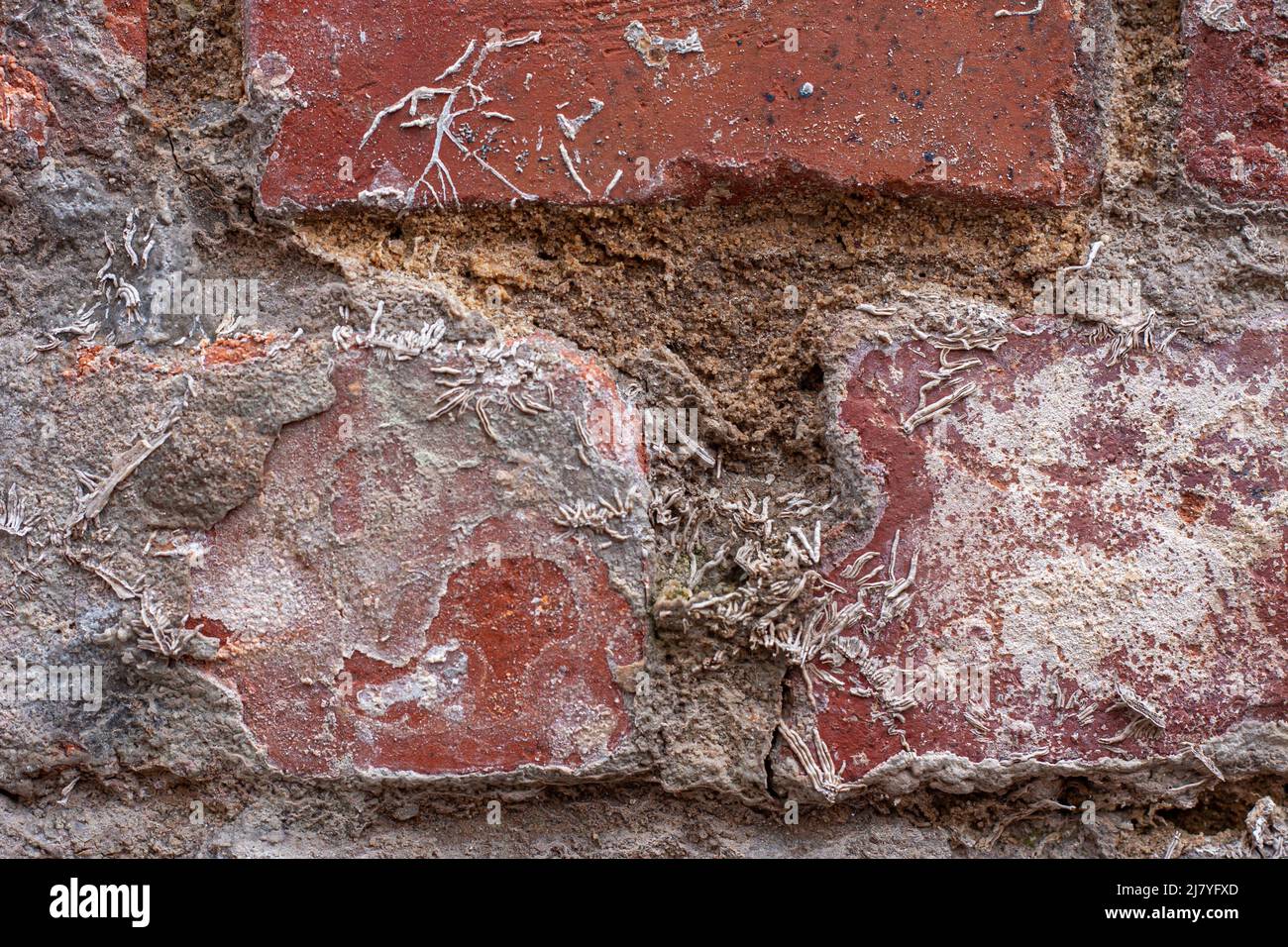 vieux mur de briques grandes articulations et restes de racines de lierre après un nettoyage rugueux Banque D'Images