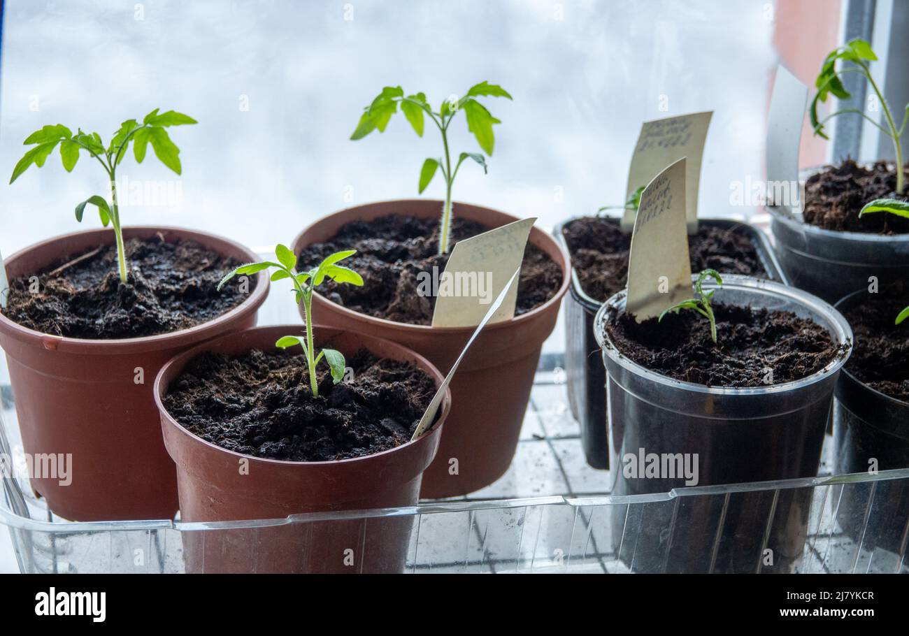 Solanum lycopersicum : les plantules de tomate poussent dans un pot à la maison Banque D'Images