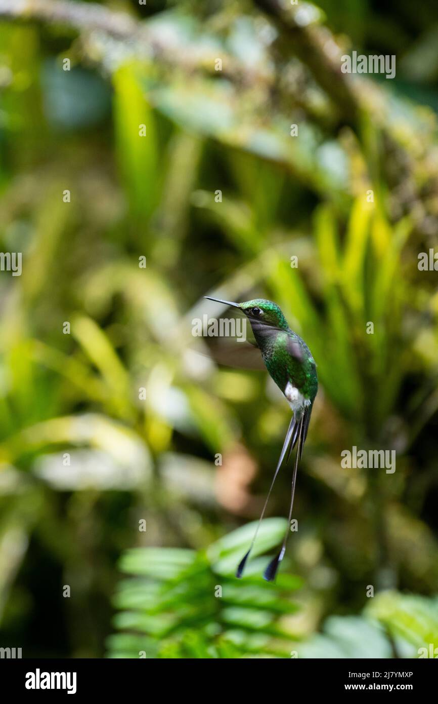 Equateur, Vallée de Tandayapa, Réserve d'Alambi. Colibri à queue de raquette à bottes blanches (Ocreatus underwoodii) Banque D'Images