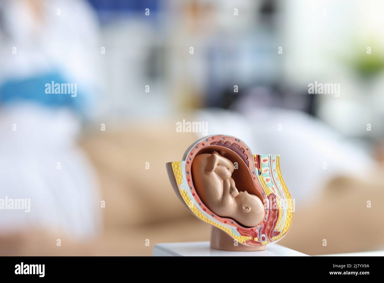 Modèle embryonnaire, système reproducteur des femmes, bébé dans le ventre, miniature éducative Banque D'Images