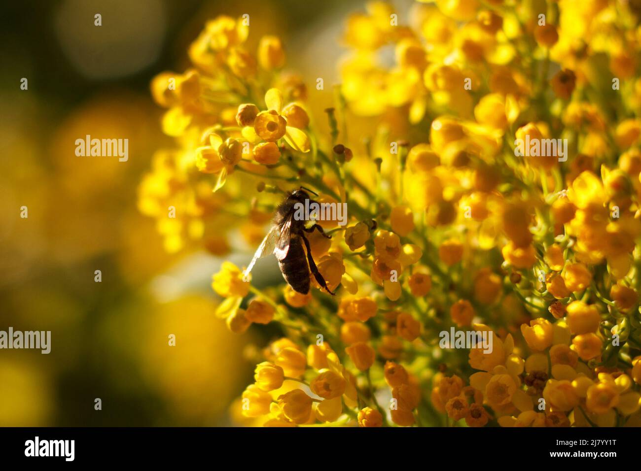 L'abeille recueille le nectar sur le jaune fleuri Mahonia repens - arbre à miel dans le jardin Banque D'Images