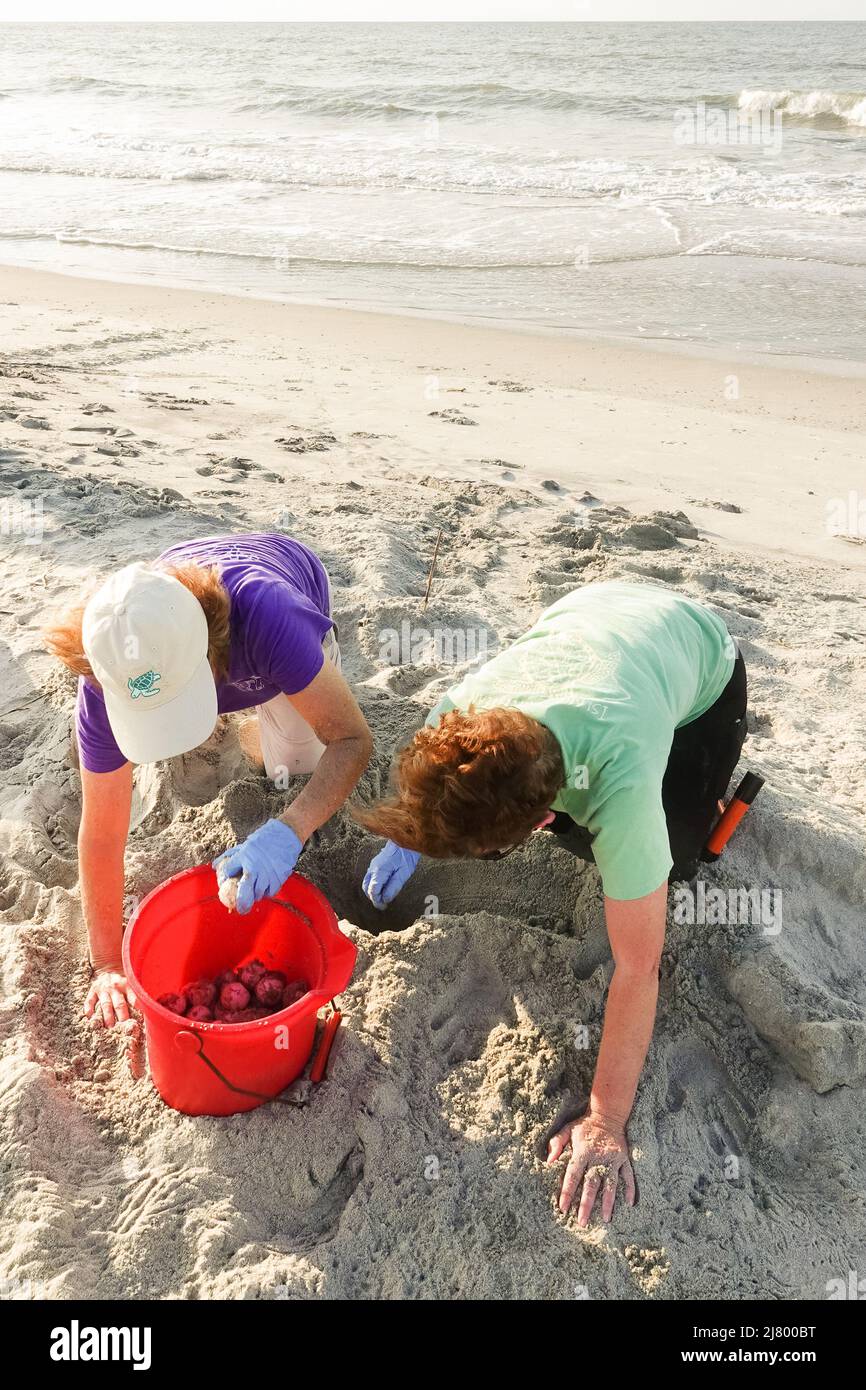 Les membres de l'équipe des tortues du ministère des Ressources naturelles, récupèrent les œufs de tortues d'un nid de tortue à tête plate en voie de disparition à Isle of Palms, SC. Les tortues de mer viennent à terre la nuit au printemps et en été et pondent leurs œufs dans les nids des dunes de sable le long de la plage. Banque D'Images