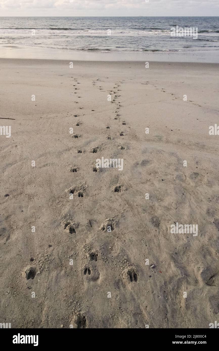 Des pistes de cerf de Virginie dans le sable se dirigeant vers l'océan sur l'île de Palms, en Caroline du Sud. Les cerfs sautent souvent dans l'eau salée pour tuer les tiques et autres insectes piqueurs. Banque D'Images