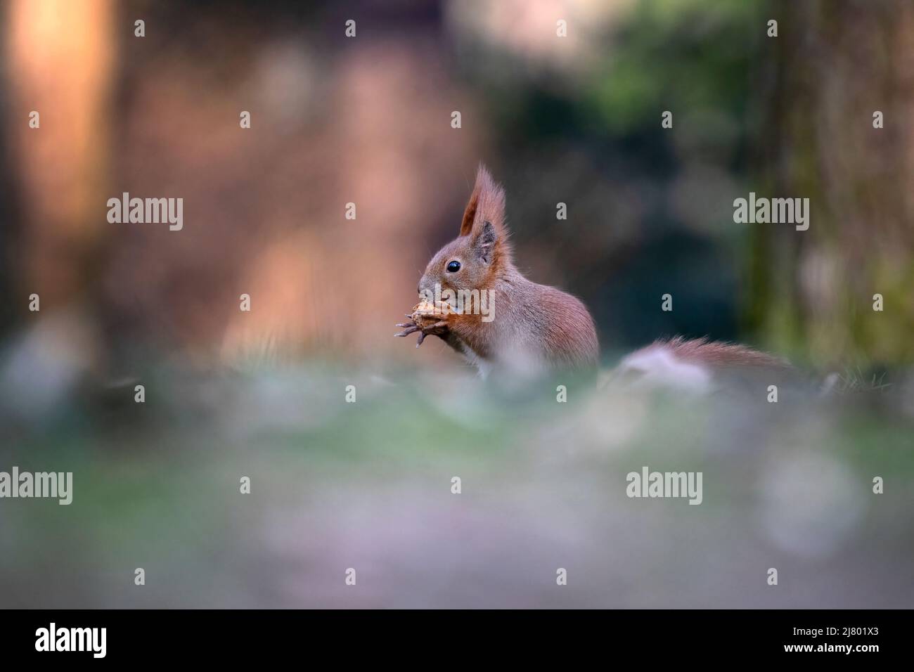 De mignons écureuils courent autour du parc à la recherche de noix. Banque D'Images