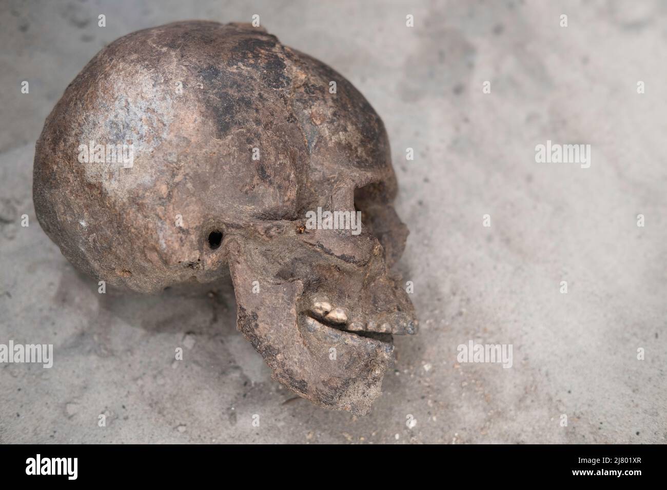 Site archéologique, un crâne a été trouvé dans le sol. Forensics historiques, tombe ancienne avec des restes humains. Se concentrer sur le côté de la mâchoire inférieure Banque D'Images