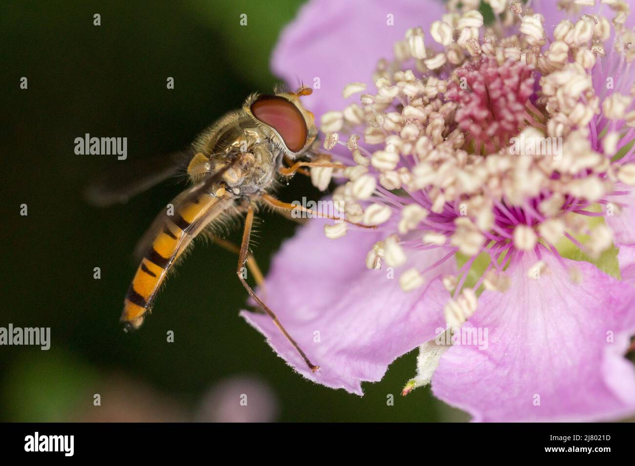 Syrphidae Banque D'Images