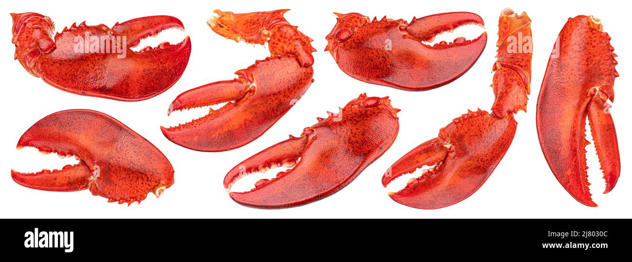 Lobster claw isolé sur fond blanc Banque D'Images