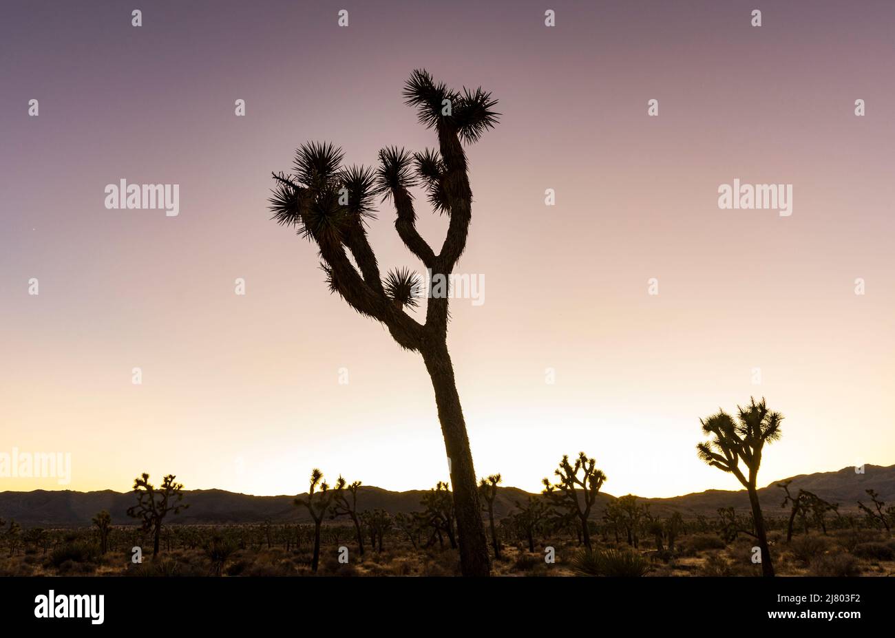 Des arbres de Joshua et un ciel dégagé au crépuscule dans le parc national de Joshua Tree. Banque D'Images