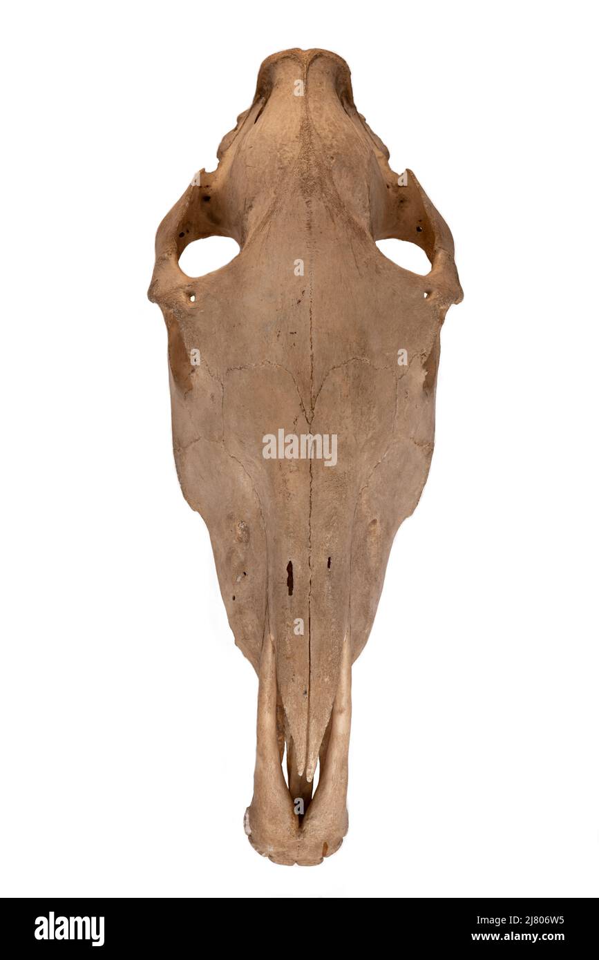 Crâne de cheval domestique (Equus caballus) sur fond blanc. Vue avant. Banque D'Images