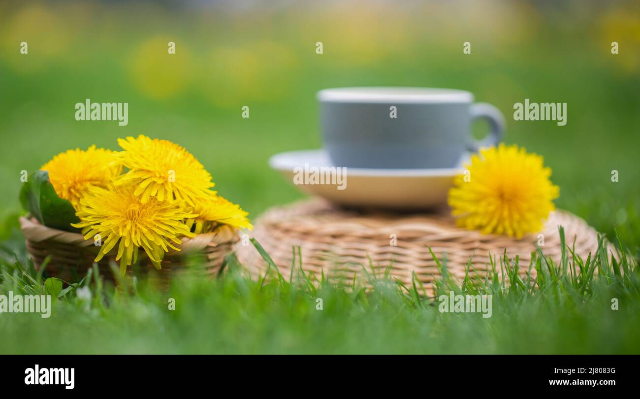 Thé Dandélion aux herbes dans le jardin fleuri Banque D'Images