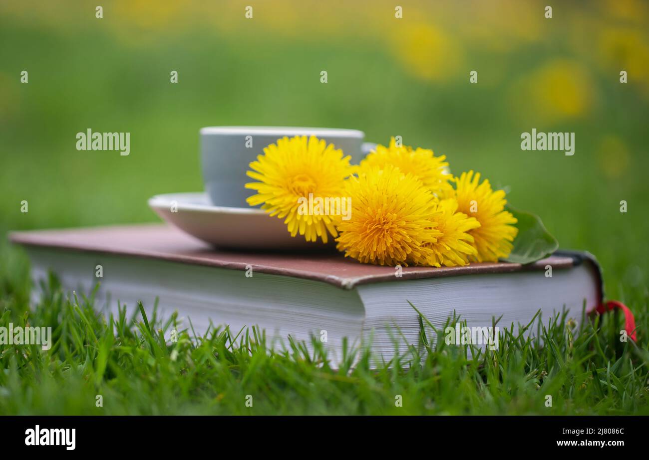 Tisane Dandelion dans jardin de fleurs avec livre Banque D'Images