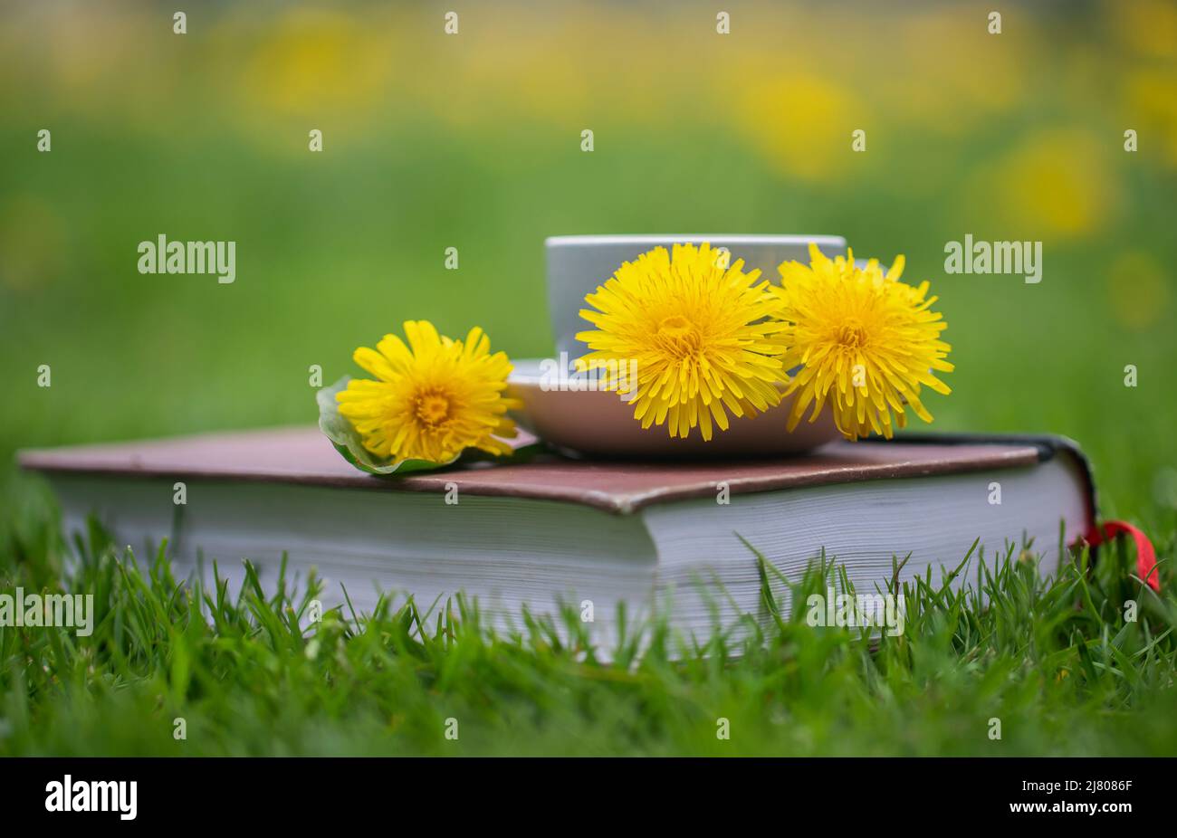 Tisane Dandelion dans jardin de fleurs avec livre Banque D'Images