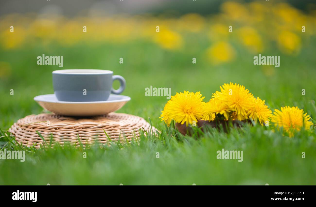 Thé Dandélion aux herbes dans le jardin fleuri Banque D'Images