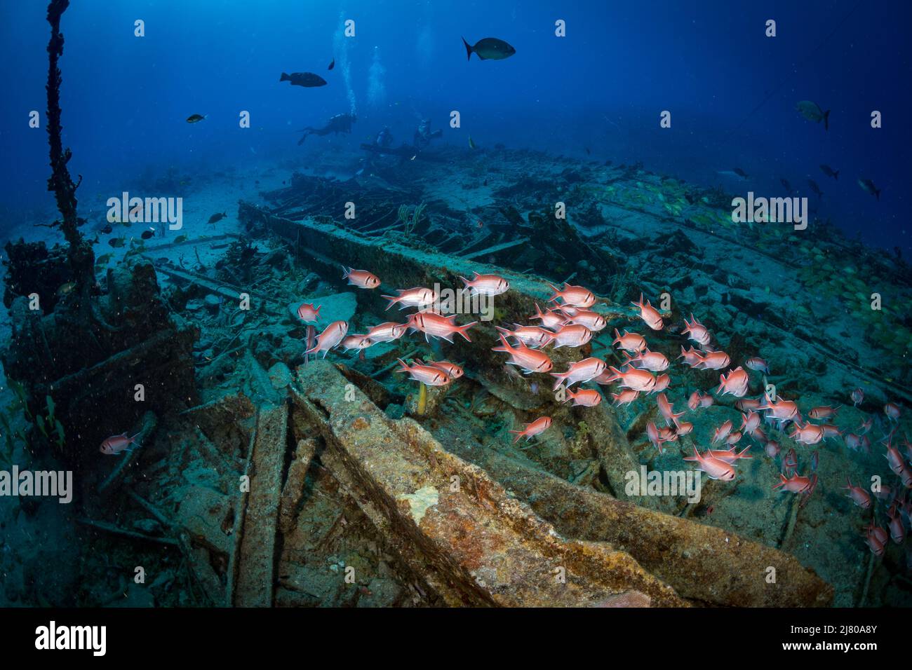 Le soldat de Blackbar (Myripristis jacobus) sur la divesite du Tiegland, au large de l'île néerlandaise de Sint Maarten, dans les Caraïbes Banque D'Images