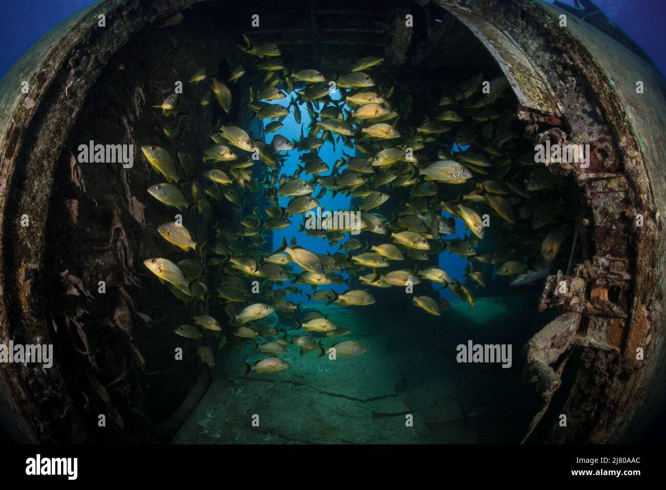 Grunt (Haemulon sciurus) à bord d'un avion Dakota en contrebas au large de l'île néerlandaise de Sint Maarten, dans les Caraïbes Banque D'Images