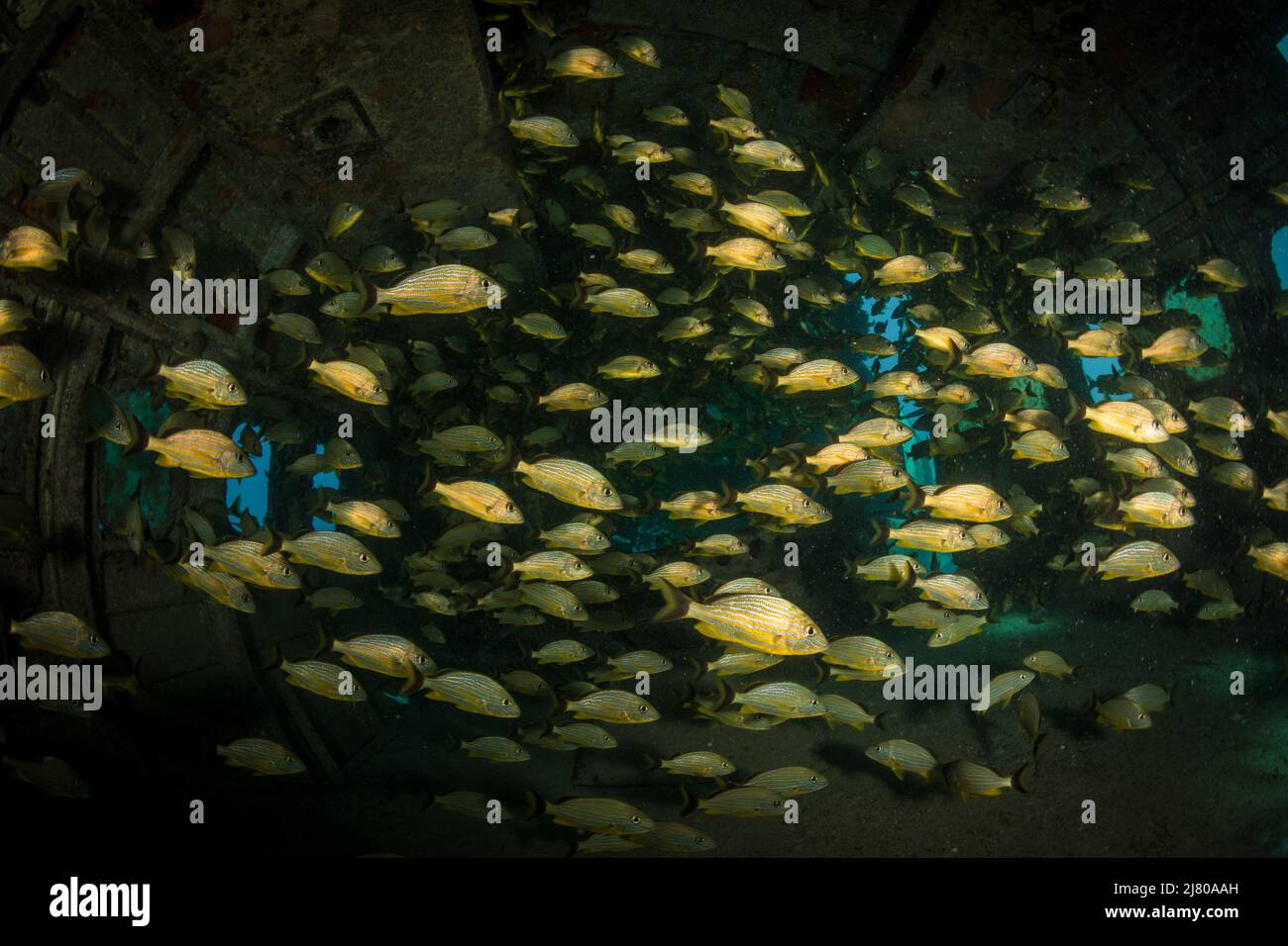 Grunt (Haemulon sciurus) à bord d'un avion Dakota en contrebas au large de l'île néerlandaise de Sint Maarten, dans les Caraïbes Banque D'Images