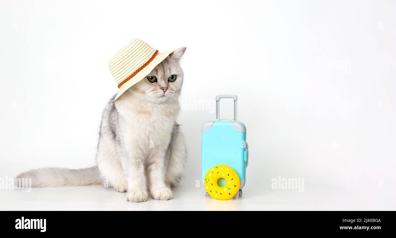 Chat blanc dans un chapeau, assis avec une valise sur un fond blanc Banque D'Images