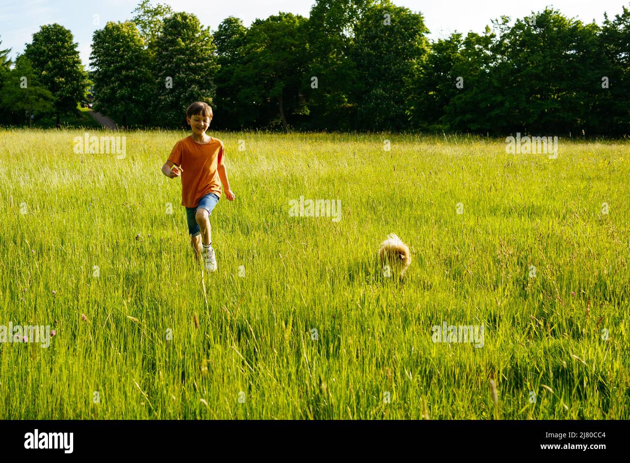 Un garçon court dans un champ d'été avec un petit chien de Pomeranian Banque D'Images
