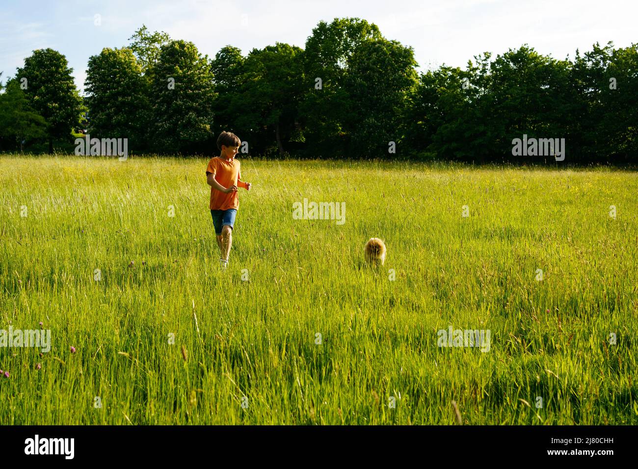 Un garçon court dans un champ d'été avec un petit chien de Pomeranian Banque D'Images
