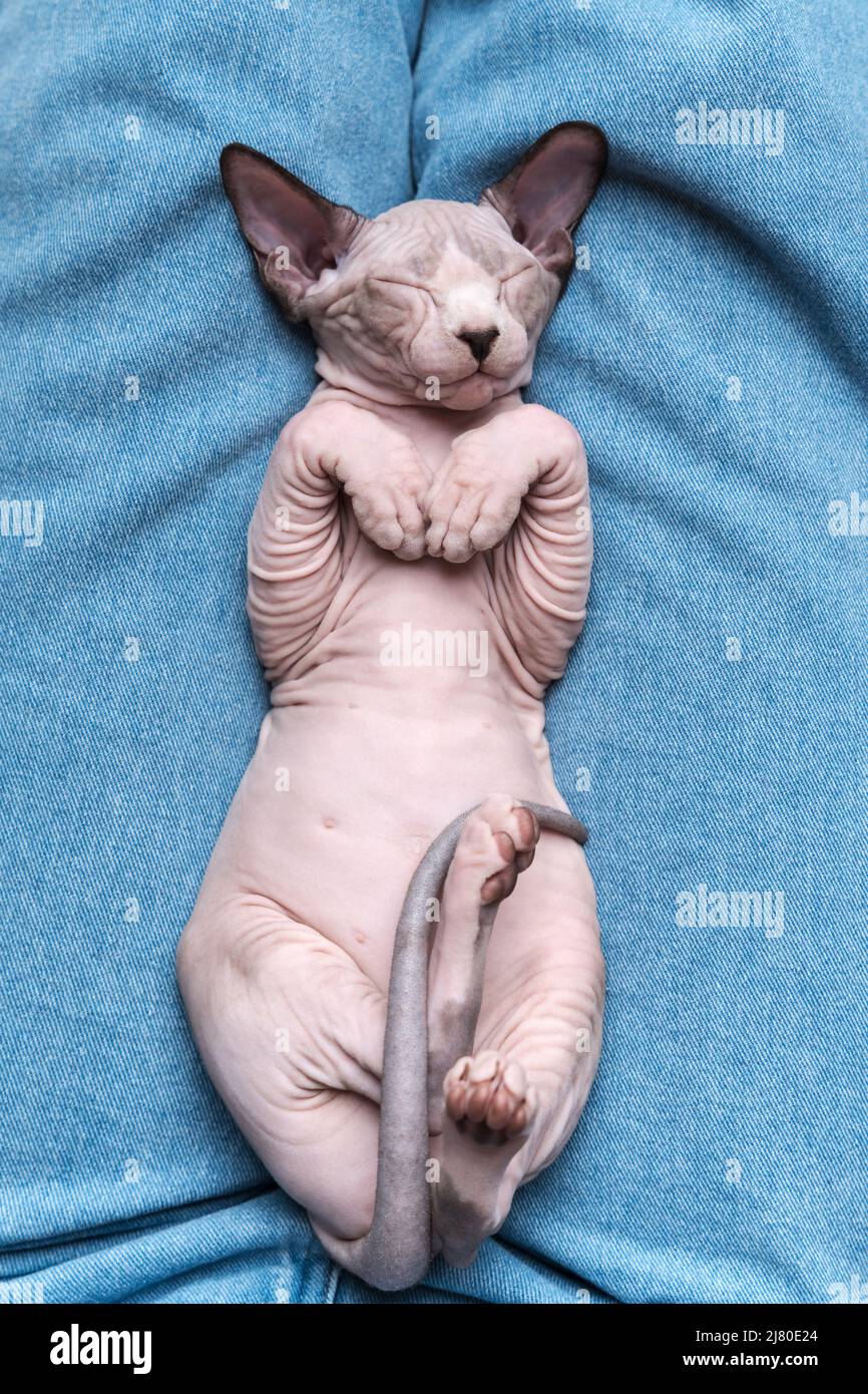 Sphynx chaton sans cheveux bleu vison et blanc couleur avec les yeux fermés, dormant couché sur son dos sur des jeans bleus. Vue de dessus avant. Mise au point sélective Banque D'Images