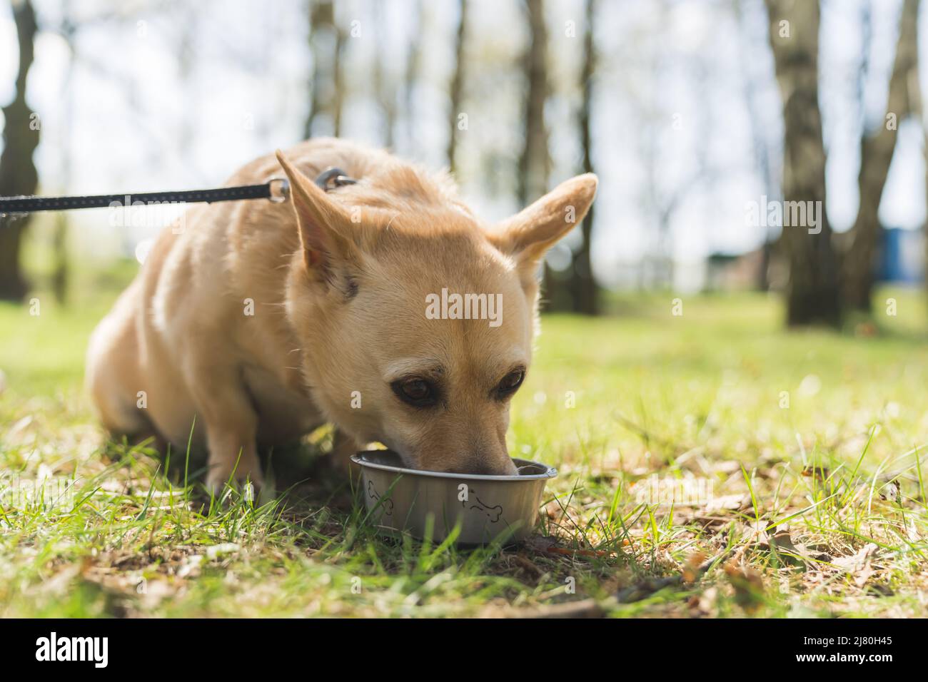 super mignon chien boire de l'eau hors de son bol dans le parc plein tir extérieur animaux concept. Photo de haute qualité Banque D'Images