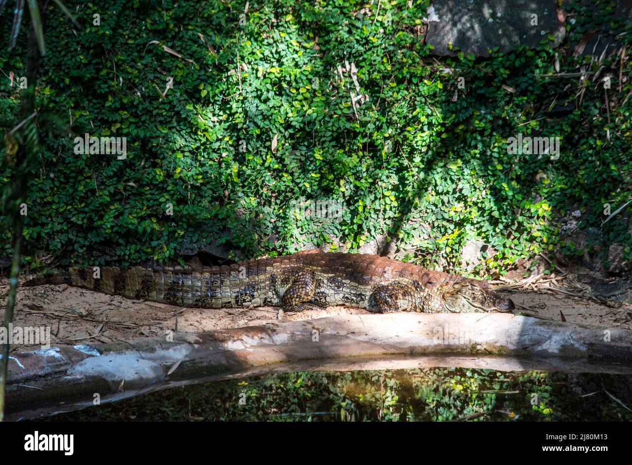 Crocodile dans le parc ornithologique Foz Iguazu Banque D'Images