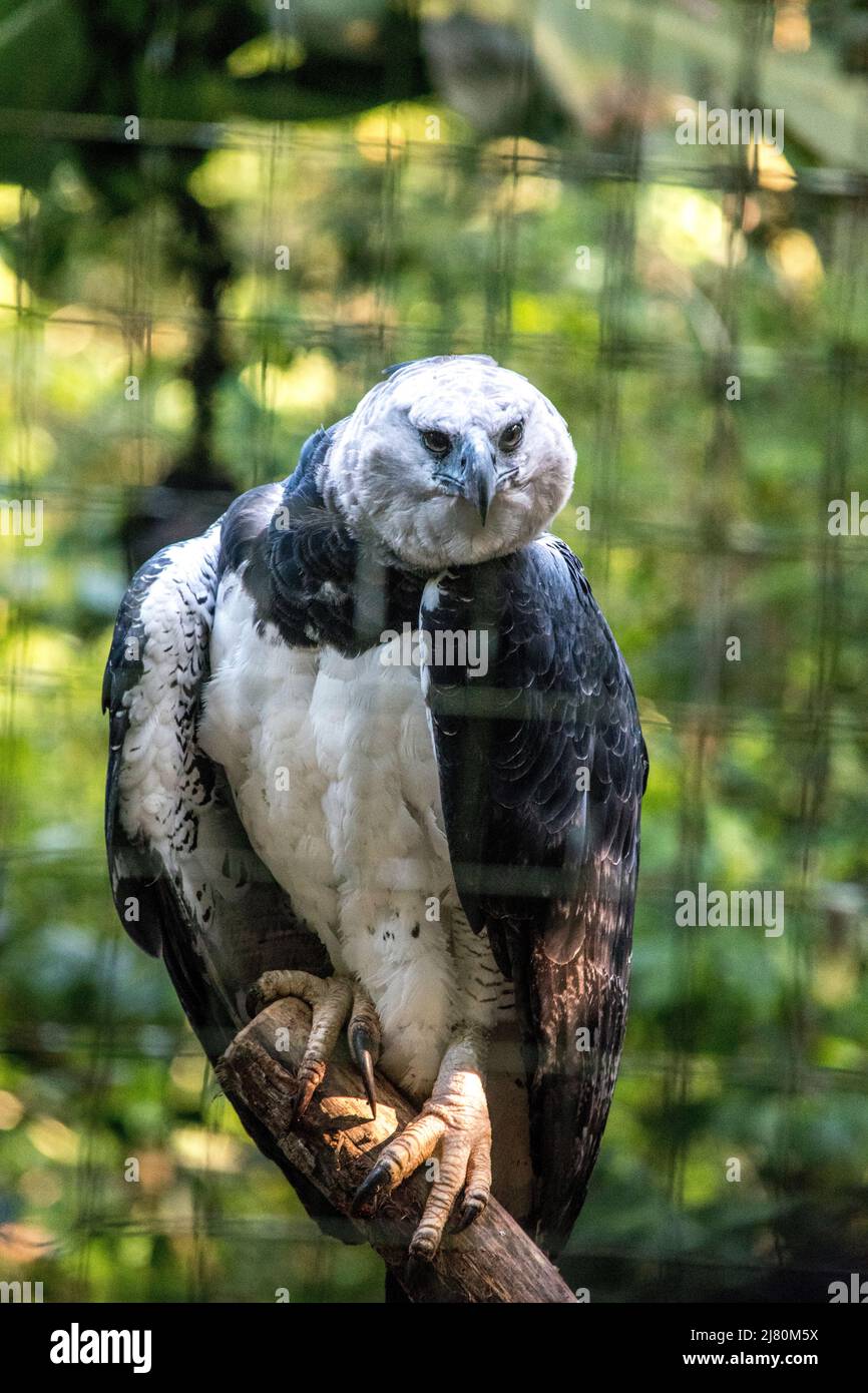 portrait d'un aigle harpie (harpia harpyja) Banque D'Images