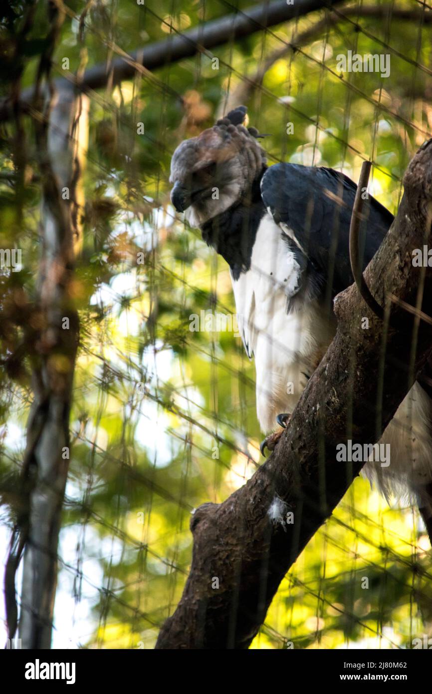 portrait d'un aigle harpie (harpia harpyja) Banque D'Images
