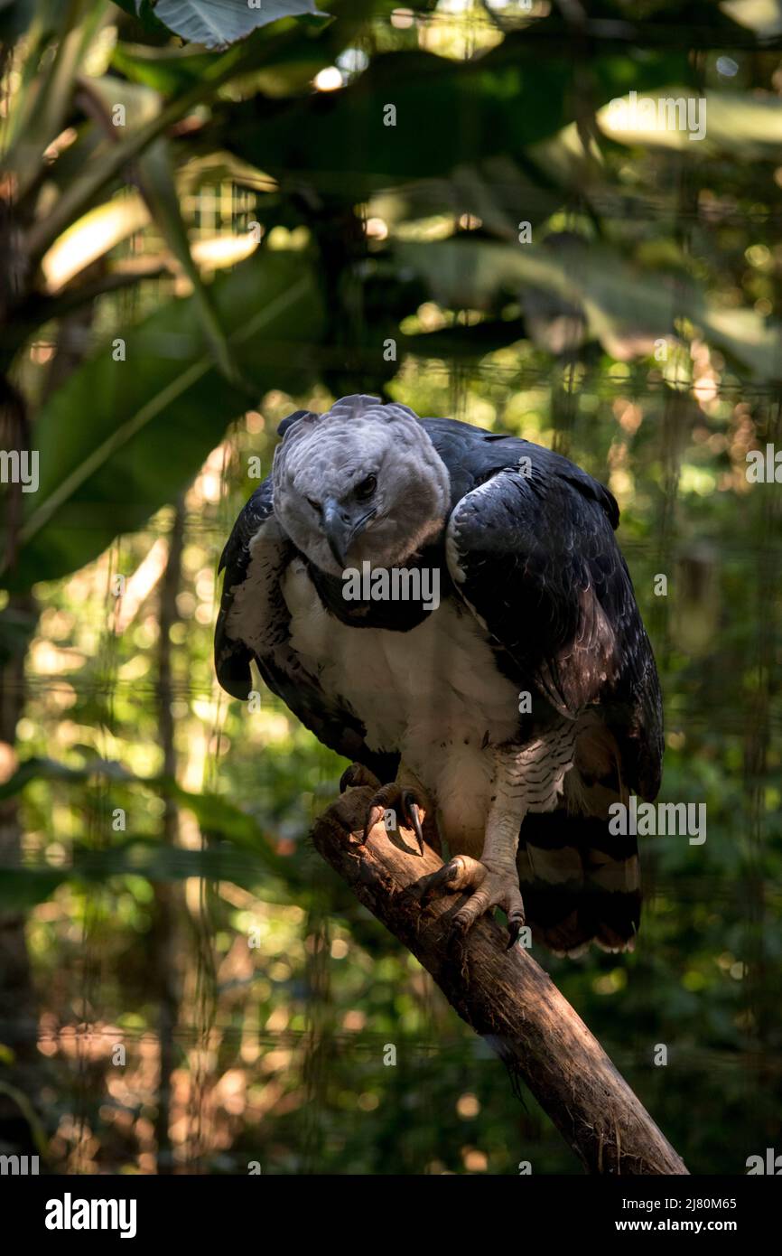 portrait d'un aigle harpie (harpia harpyja) Banque D'Images