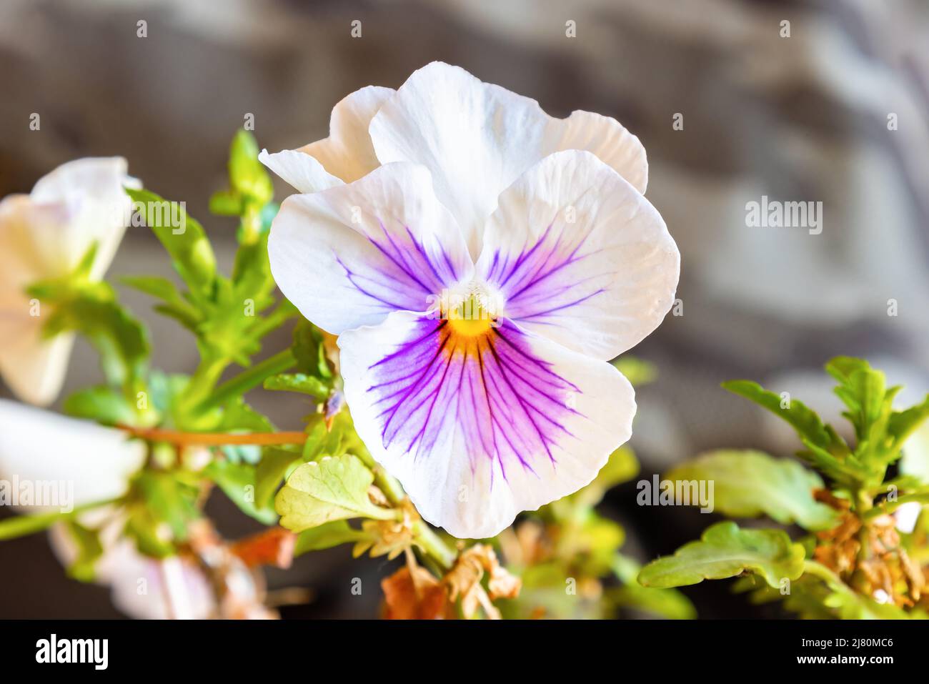 Jardin de pansy (Viola × wittrockiana). Une plante hybride à grande fleur cultivée comme une fleur de jardin. Il est dérivé par hybridation de plusieurs espèces de Banque D'Images