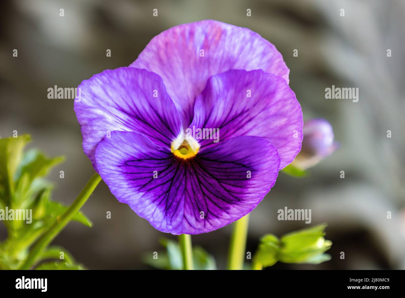 Pansy de jardin violet (Viola × wittrockiana). Une plante hybride à grande fleur cultivée comme une fleur de jardin. Il est dérivé par hybridation de plusieurs spe Banque D'Images