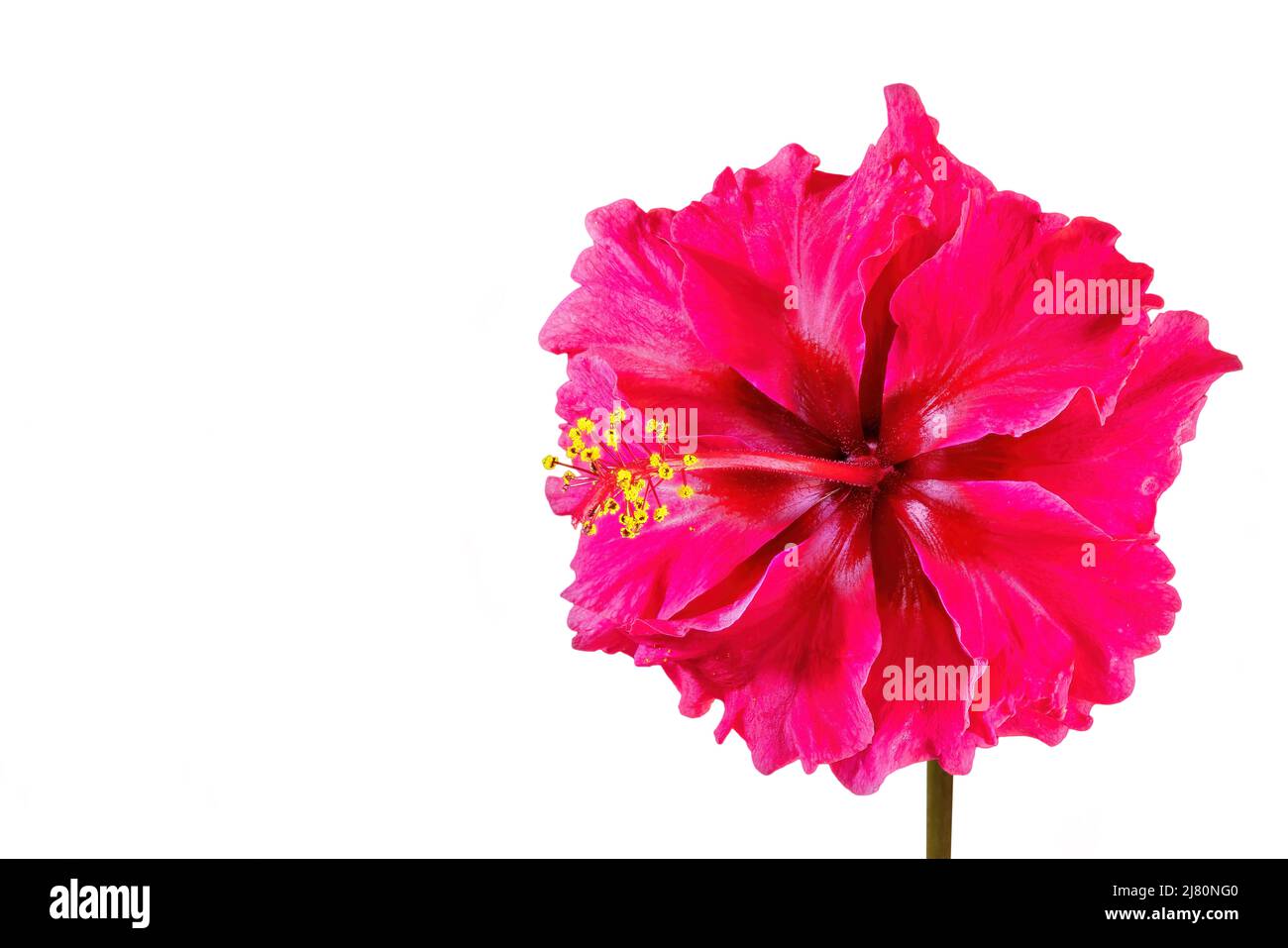 Hibiscus rosa-sinensis, connu en commun sous le nom d'hibiscus chinois, de rose de Chine, d'hibiscus hawaïen, de mérelle rose et de plante de noir et blanc, isolé sur le dos blanc Banque D'Images