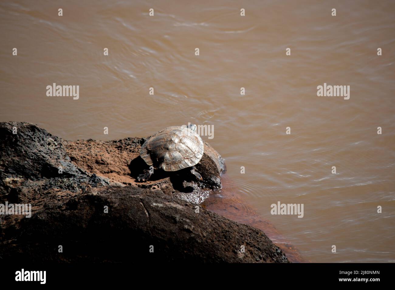 Tortue dans la rivière Iguazú Banque D'Images