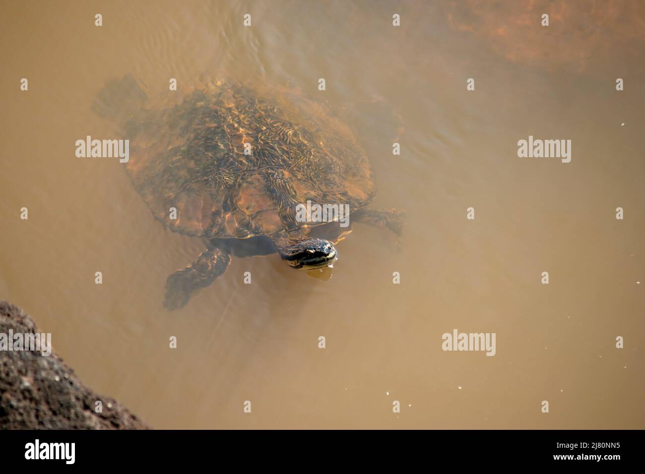 Tortue dans la rivière Iguazú Banque D'Images