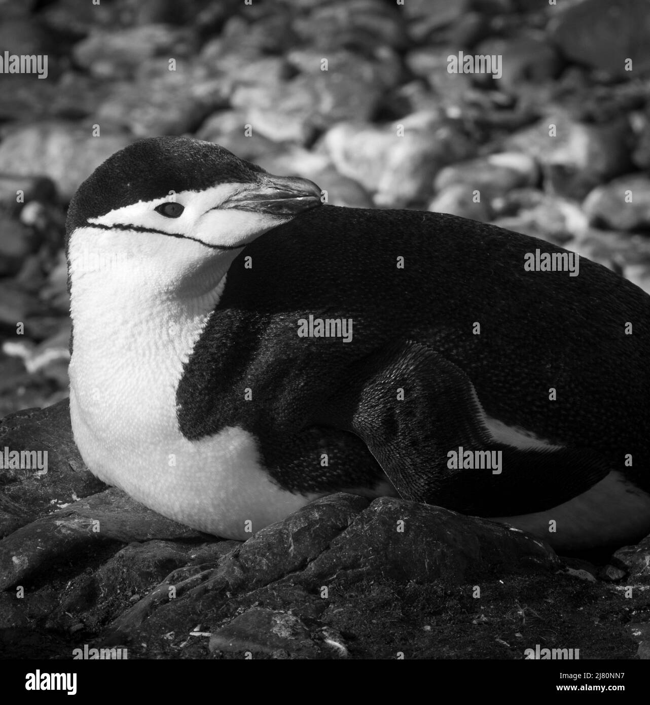 Pingouin de collier (Pygoscelis antarcticus) , Péninsule Antarctique. Banque D'Images