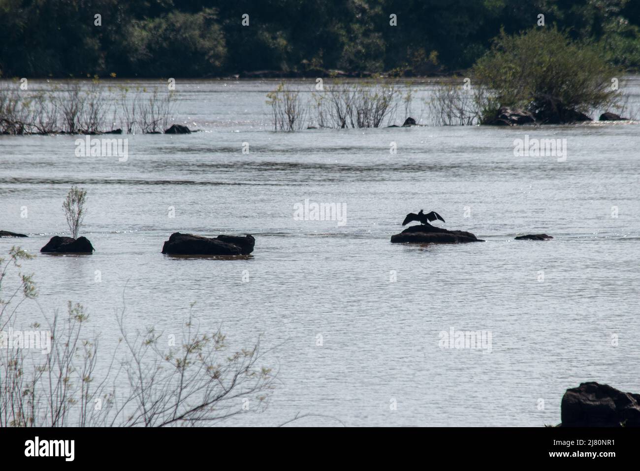 oiseau sur les rochers de la rivière iguazú Banque D'Images