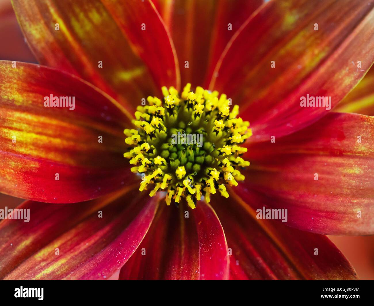 Vue panoramique sur la fleur d'orange vif. Prise de vue macro des étamines jaunes. Fond floral naturel Banque D'Images Vue panoramique sur la fleur d'orange vif. Prise de vue macro des étamines jaunes. Fond floral naturel Banque D'Images