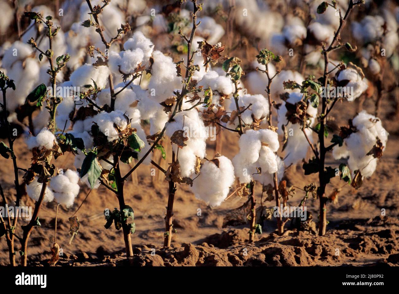 Prêts pour la récolte de coton Banque D'Images