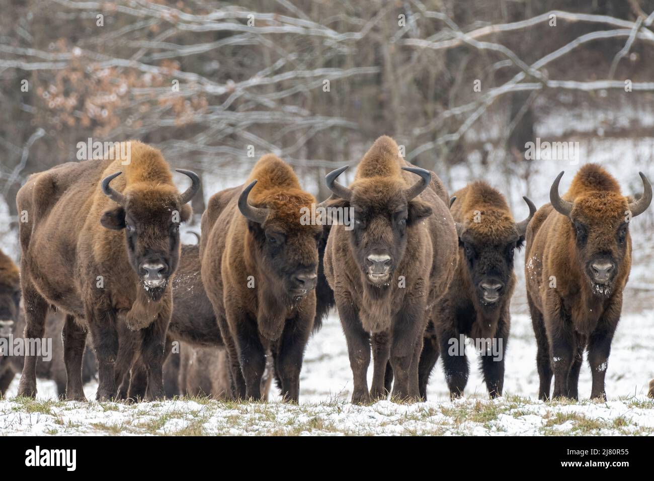 Troupeau de bisons debout en paysage d'hiver, forêt de Bioowiea, Pologne Banque D'Images