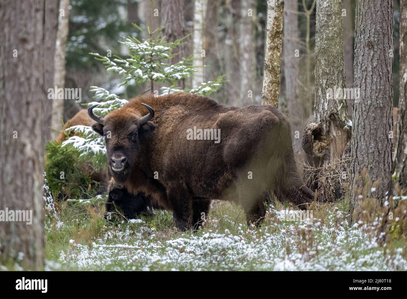 Bison debout dans la forêt de Biaowiea en hiver, Pologne Banque D'Images