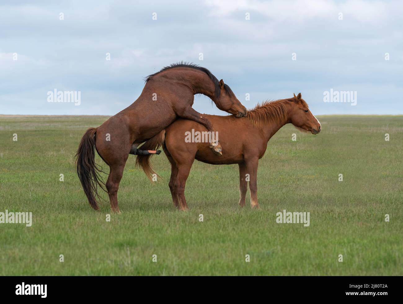 Assembler une paire de chevaux dans un pré vert Banque D'Images
