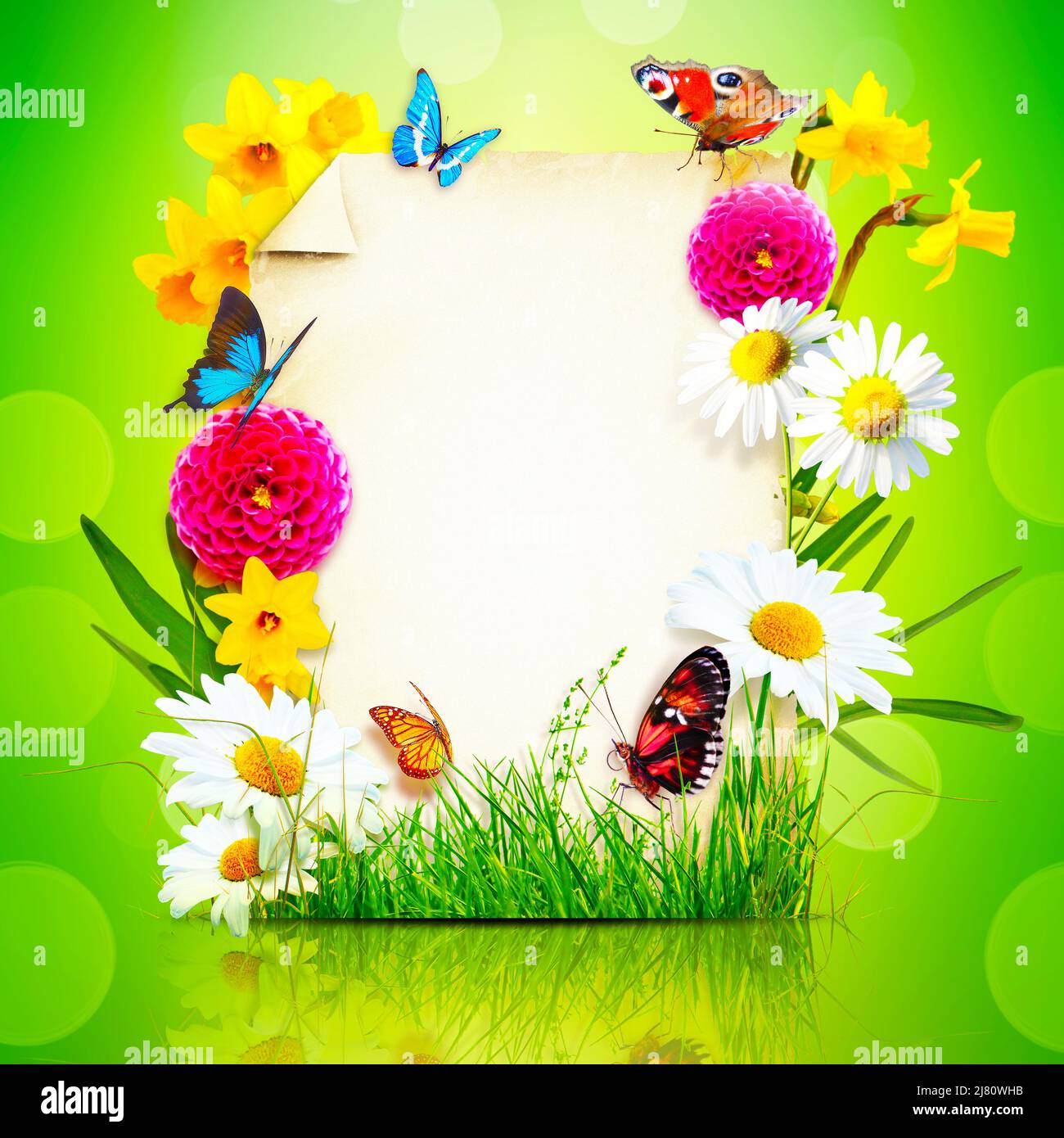 Aménagement créatif avec fleurs et papillons. Concept de printemps minimal. Banque D'Images